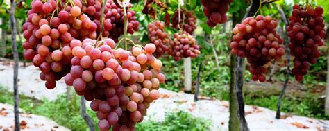 适合中国南方种植的葡萄品种