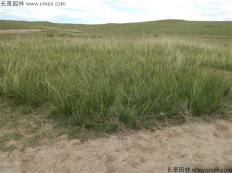适合北方干旱地区种植的牧草