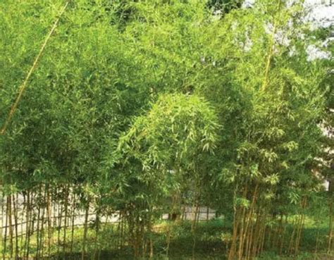 适合北方种植庭院小型竹