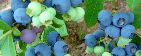 适合北方种植的最好蓝莓品种