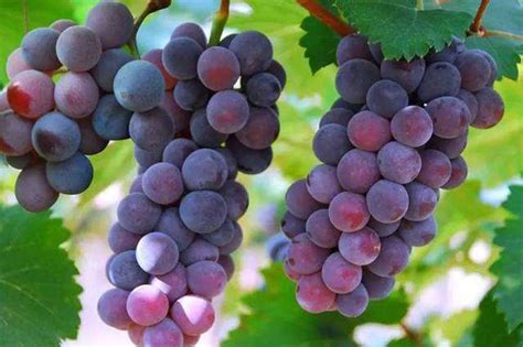 适合广东种植的葡萄品种