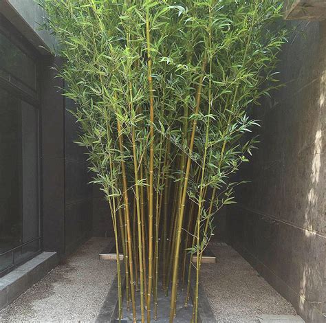 适合种在庭院的小型竹子