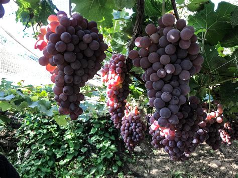 适合贵州种植的葡萄品种有哪些