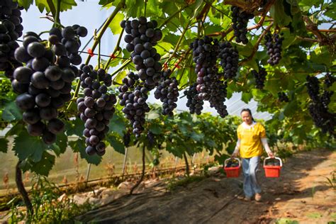 适合贵州露天栽培的葡萄品种
