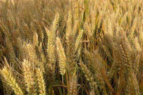 适宜关中平原的小麦品种