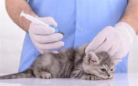 邵阳猫咪疫苗多少钱