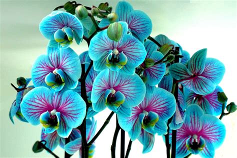 郴州新品花卉排名