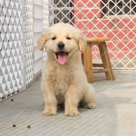 郴州桂阳金毛幼犬出售同城