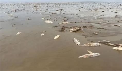 鄱阳湖干旱捡鱼地址