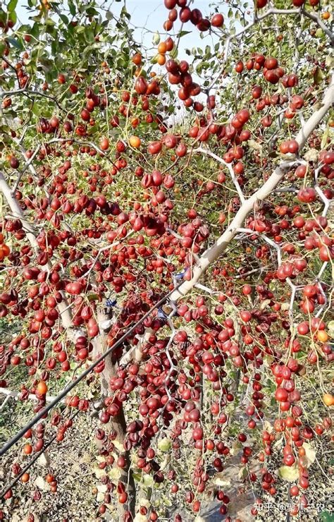 酸枣树种植前景与收益