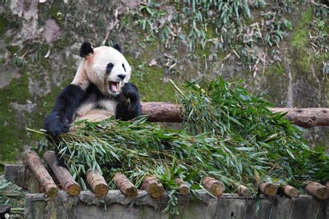 重庆动物园熊猫从哪里来的