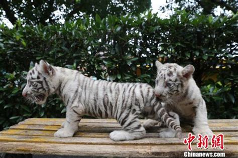 重庆动物园5胞胎小老虎