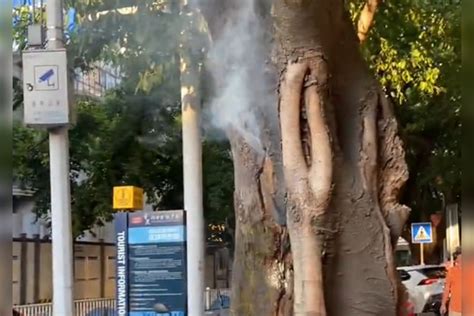 重庆大树冒烟喷出白色物质