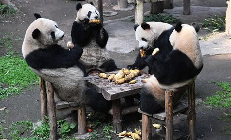 重庆有熊猫基地吗