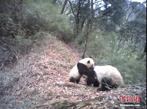 野生熊猫妈妈暗地保护幼崽