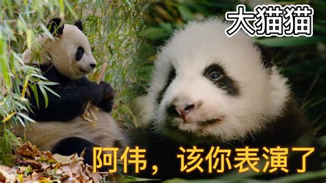 野生熊猫幼崽纪录片