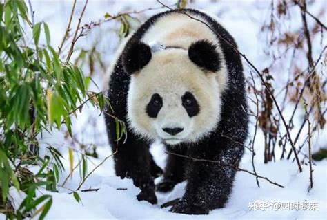 野生熊猫成长记录
