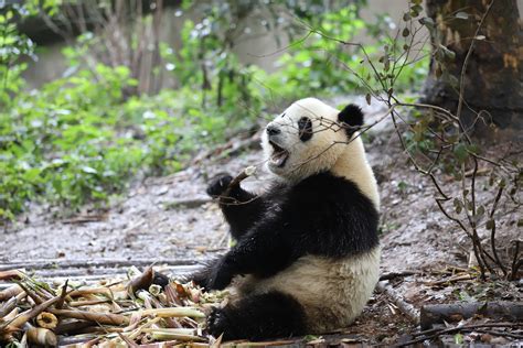 野生熊猫有多凶狠