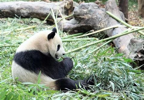 野生熊猫现在有多少只2020