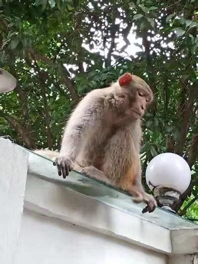 野生猴子闯入居民家