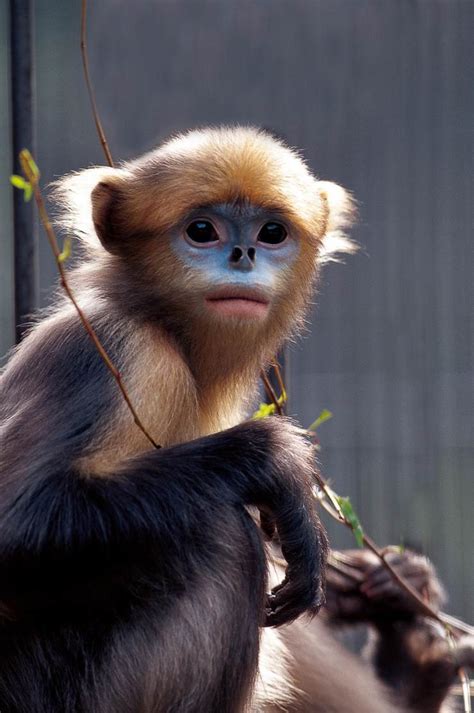 金丝猴是国家一级保护动物常年生活在中国贵州省武陵山
