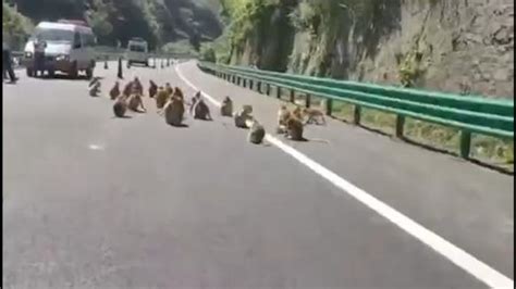 金丝猴群“大闹”高速路