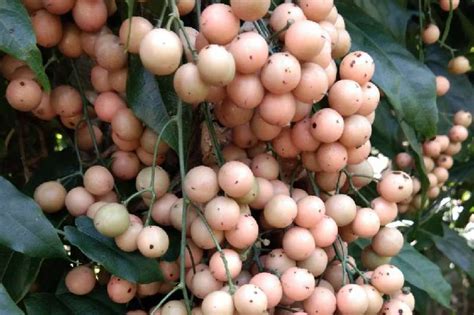 金果榄种子育苗技术