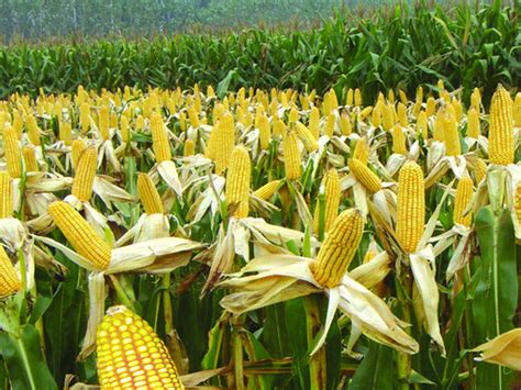 铲除4000亩转基因玉米事件