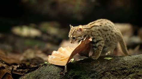 锈斑豹猫