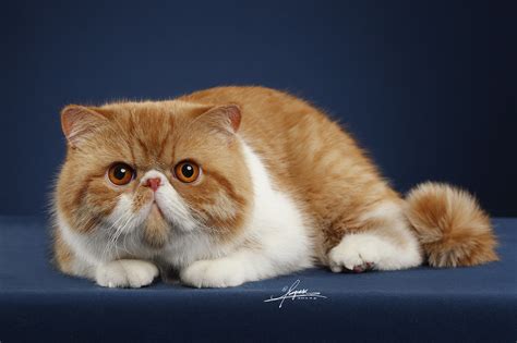 长毛的加菲猫起名字