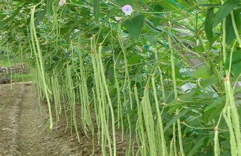 长豆种子的种植方法