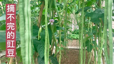 长豆种植高产管理技术