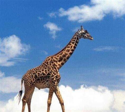 长颈鹿高约多少米