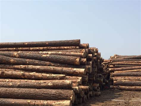 防腐木材批发市场