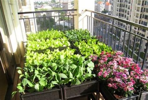 阳台怎么种植蔬菜种苗
