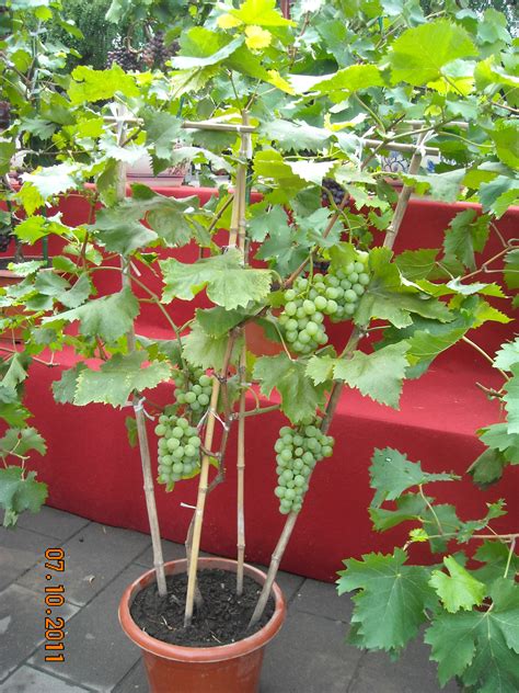 阳台种葡萄的种植方法