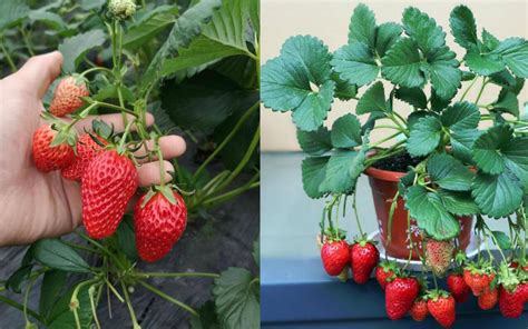 阳台草莓盆栽栽培技巧