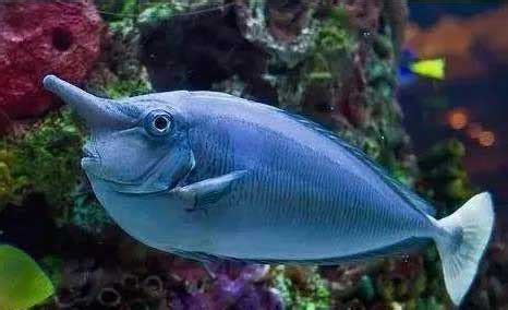 阳江流鼻鱼是什么鱼