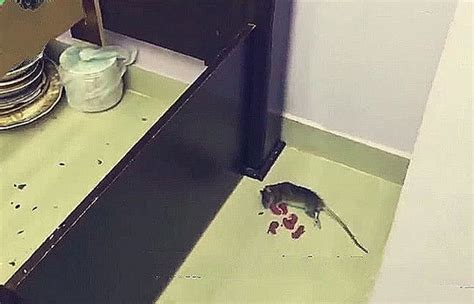 阿拉伯男子在酒店遇到老鼠