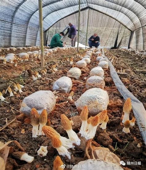随州香菇栽培基本方法
