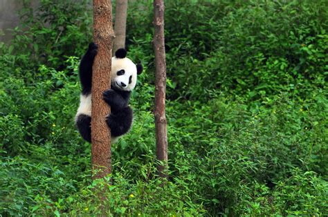 雅安大熊猫介绍