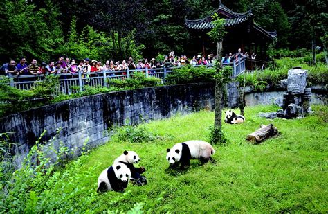 雅安大熊猫自然保护区