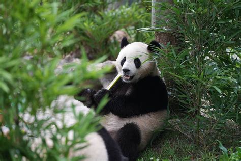雅安市大熊猫