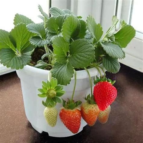 露地草莓怎么过冬