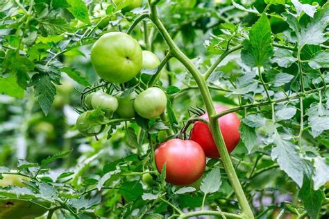 露地西红柿种植时间和技术