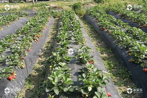 露天草莓栽种时间