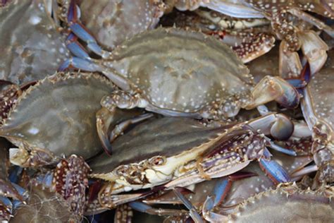 青岛最大螃蟹多少钱一斤