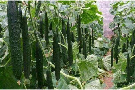 青瓜的种植时间和方法