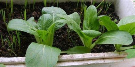 青菜种植方法