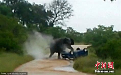 非洲大象撞翻汽车